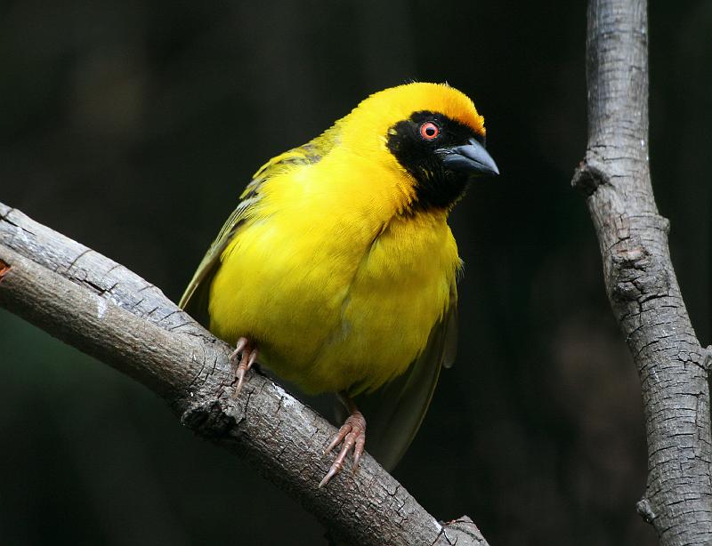 frieda 015.jpg - Swartkeelvink 'n algemene standvoël. Roep 'n skerp 'zik-zik geluid.